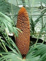 Image result for Cycas thouarsii