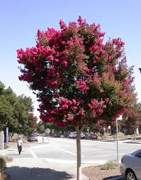 Bright red blooms last up to 4 months why dynamite crape myrtle trees? Trim Your Crape Myrtles Like A Pro Don T Make These 4 Mistakes