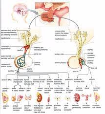 Pin On Endocrine Med