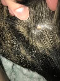 I went to examine the tails myself and i can easily pull off the hair myself with no force at all. My Cat Is About 12 Years Old And Is Losing Her Hair In Clumps All Of A Sudden She Doesn T Like When I Touch Her Back Closer To Her Petcoach