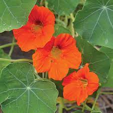 Check spelling or type a new query. Empress Of India Nasturtium Flower Seed Savers Exchange