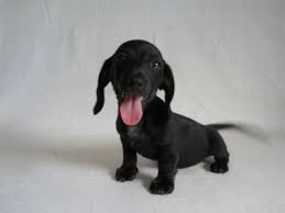 Our goal is to give any abandoned, abused or unwanted dachshund(s) a second chance at finding a safe and loving forever home. Cheeky Female Black Dachshund Omigossh Dachshund Puppy Miniature Doxie Puppies Dachshund Puppies