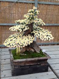 Chrysanthemum x morifolium 'crystal falls'. 16 Bonsai Mums Ideas Bonsai Bonsai Tree Bonsai Plants