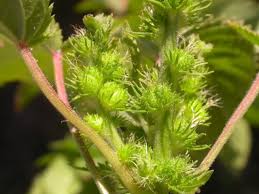 Image result for Acalypha racemosa