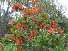 Check spelling or type a new query. Embothrium Coccineum Alchetron The Free Social Encyclopedia