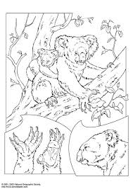 Search result for koala coloring page coloring pages and worksheets, free download and free printable for kids and lots coloring pages and worksheets. Coloring Page Koala Free Printable Coloring Pages Img 3065