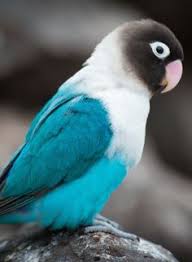  900 Budgies And Lovebirds Ideas In 2021 Budgies Love Birds African Lovebirds