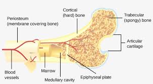 The arrows point toward the tumor. Cross Section Of Bone Png Image Transparent Png Free Download On Seekpng