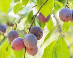 Cognassier Coing Plantation Entretien Taille