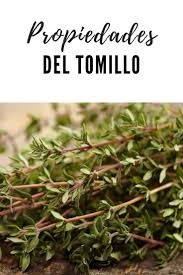 Y de los países europeos las flores de tomillo son reconocidas por sus propiedades terapéuticas y su uso como condimento en la cocina mediterránea. Propiedades Del Tomillo 2020 Hierbas Curativas Hiervas Medicinales Recetas Para La Salud