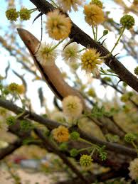 Image result for Acacia hebeclada