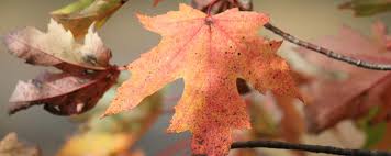 Besides good quality brands, you'll also find plenty of discounts when you shop for crown leaf during big sales. Fall Leaf Identifier Leaves And Fall Foliage Of New York