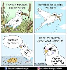 Chicken Thoughts Comics Funny Birds Funny Animal Memes Budgies Bird