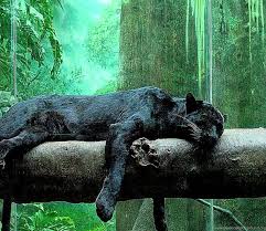 Check spelling or type a new query. Jungle Animals Real Life Wallpapers Free Desktop Desktop Background
