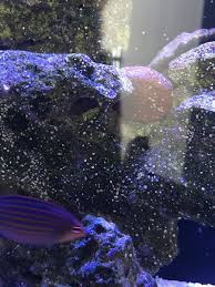 We did not find results for: White Dots On The Rocks Reef2reef Saltwater And Reef Aquarium Forum