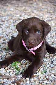 13/10 would play with all day. Pin By Catherine White On Cute Pets Puppies Puppies With Blue Eyes Baby Animals