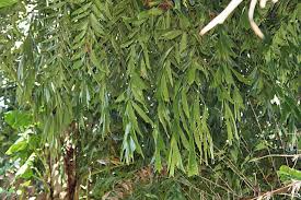 Image result for Caryota urens
