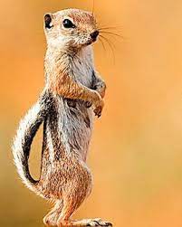 In A Desert Seared By Climate Change Burrowers Fare Better Than Birds In 2021 Squirrel Mammals Prarie Dog