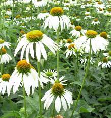 White Swan Coneflower A Popular Classic White Coneflower With White Daisy Like Flowers Accented By A Bronze Colored Garden Tours Shade Plants White Flowers