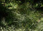 Image result for Panicum heterostachyum