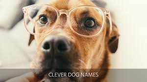Maybe you would like to learn more about one of these? Ultimate List Of The Top 400 Funny Dog Names Hilarious Witty Silly Clever Puppy Name Ideas