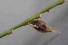 Image result for Polystachya melanantha