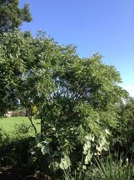 Image result for Clausena anisata