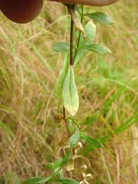 Image result for Striga linearifolia