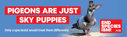 This is a not to be missed experience for animal lovers. What On Earth Are Sky Puppies Peta Uk