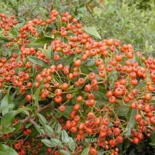 Image result for Pyracantha coccinea red column