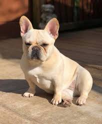 French bulldog information including pictures, training, behavior, and care of french bulldogs and dog breed mixes. 15 Reasons To Not Buy A French Bulldog Pets Kb