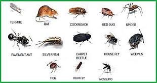 We All The Long Warm And Beautiful Summer Days Spending Time By A Pool Camping And Doing Numerous Other Things Is What Makes Sum Mosquito Cockroaches Bugs