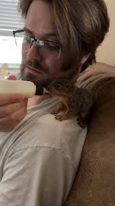What to feed a 6 1/2 week old baby squirrel that is starting to refuse its  bottle?