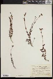 Image result for Hypericum aethiopicum