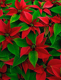 Usa Red Poinsettia Flowers With Green By Jaynes Gallery In 2020 Poinsettia Flower Christmas Flowers Poinsettia