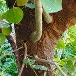 Image result for Priva flabelliformis