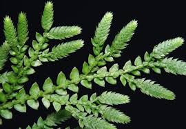 Image result for Selaginellaceae