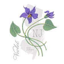 In 1963 an attempt was made to have the. New Jersey State Flower Violet Art By Jen Montgomery Painting By Jen Montgomery