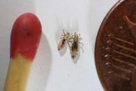 However, those bugs you see could possibly be grain insects, such as weevils, fleas, pill bugs, or centipedes. What Does Lice Look Like Find Out With These Head Lice Pictures