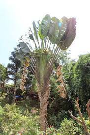 マベナラ マダガスカリエンシス 旅人の木 珍奇 植物 観葉植物