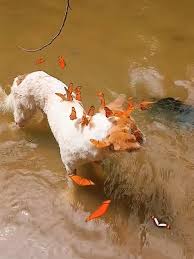 Trend Do Cachorro Borboletas | TikTok