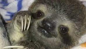 Ver más ideas sobre perezoso bebe, perezoso, disenos de unas. Video Ternura Vea La Alegria De Este Oso Perezoso Bebe Al Ser Rescatado Amprensa Com