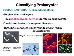 Objectives To Understand The Structure Of Bacteria Ppt Download