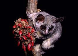 Other Prosimians Bushbabies Lesser Bushbaby Galago Moholi Mosaic Animals Animal Photography Primates