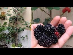We did not find results for: How To Grow Mulberry In Containers The Easy Way Complete Growing Guide 2 Youtube
