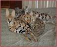 Savannah Cat Breeders - Savannah Cats, Bengal Cats For Sale
