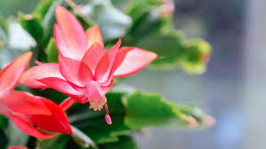 You'll want to place the cactus into the soil. Christmas Cactus Christmas Cactus Care How To Rebloom Buy Online