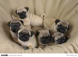pug irki kopek bakimi ve beslenmesi pati uzmani pug sevimli kopek yavrulari kopek