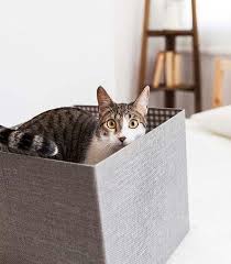Sind die tiere alleine zu hause, beschäftigen sie sich miteinander. Katzen Allein Lassen Das Geht Und Wir Zeigen Dir Wie Blepi Haustier Freund