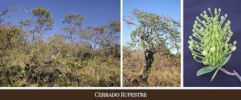 Image result for Metteniusaceae